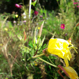 Flower; Publicdomain; Cc0; Freeimage;