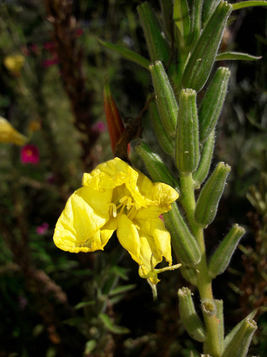 Flower; Publicdomain; Cc0; Freeimage;.jpg