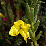 Flower; Publicdomain; Cc0; Freeimage;