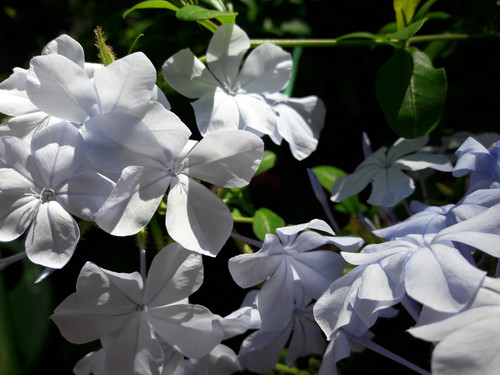 Flower; Publicdomain; Cc0; Freeimage;.jpg