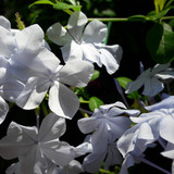 Flower; Publicdomain; Cc0; Freeimage;