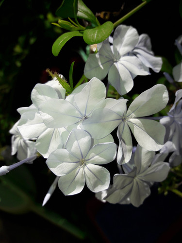 Flower; Publicdomain; Cc0; Freeimage;.jpg