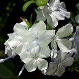 Flower; Publicdomain; Cc0; Freeimage;