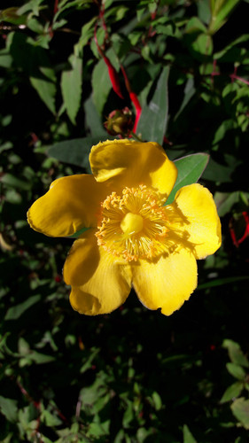 Flower; Publicdomain; Cc0; Freeimage;.jpg
