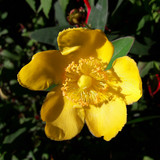 Flower; Publicdomain; Cc0; Freeimage;