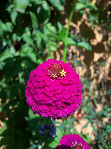 Flower; Publicdomain; Cc0; Freeimage;.jpg