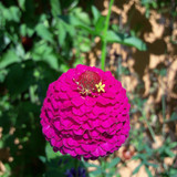 Flower; Publicdomain; Cc0; Freeimage;