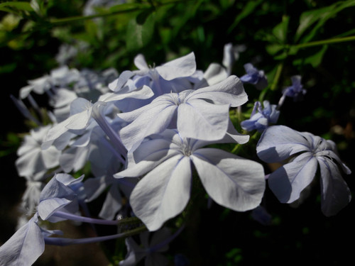 Flower; Publicdomain; Cc0; Freeimage;.jpg