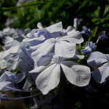 Flower; Publicdomain; Cc0; Freeimage;