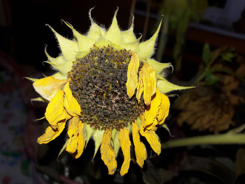 Flower; Publicdomain; Cc0; Freeimage;.jpg