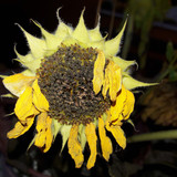 Flower; Publicdomain; Cc0; Freeimage;