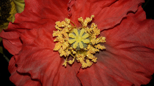 Flower; Publicdomain; Cc0; Freeimage;.jpg