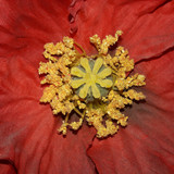 Flower; Publicdomain; Cc0; Freeimage;