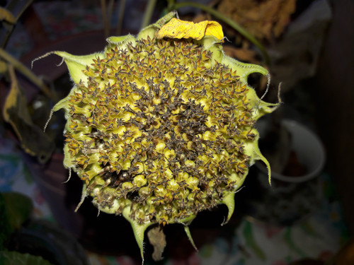 Flower; Publicdomain; Cc0; Freeimage;