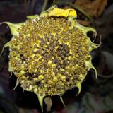 Flower; Publicdomain; Cc0; Freeimage;