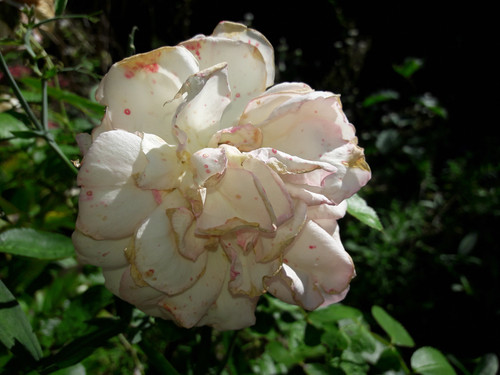 Flower; Publicdomain; Cc0; Freeimage;.jpg