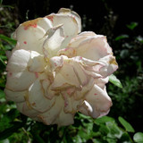 Flower; Publicdomain; Cc0; Freeimage;