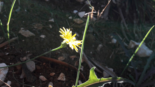 Flower; Publicdomain; Cc0; Freeimage;.jpg