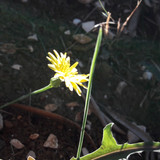 Flower; Publicdomain; Cc0; Freeimage;