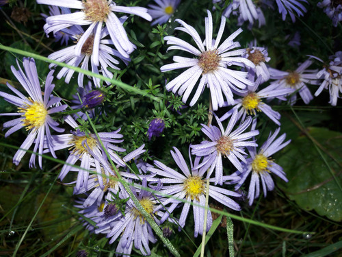 Flower; Publicdomain; Cc0; Freeimage;.jpg