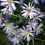 Flower; Publicdomain; Cc0; Freeimage;