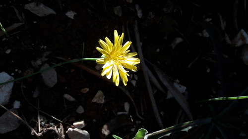 Flower; Publicdomain; Cc0; Freeimage;.jpg