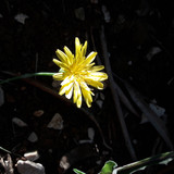 Flower; Publicdomain; Cc0; Freeimage;