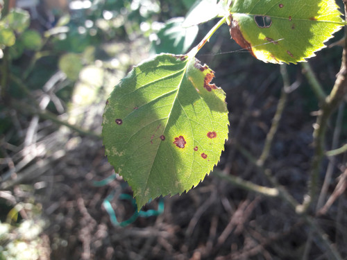 Leafs; Publicdomain; Cc0; Freeimage;.jpg