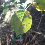 Leafs; Publicdomain; Cc0; Freeimage;