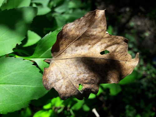 Leafs; Publicdomain; Cc0; Freeimage;.jpg