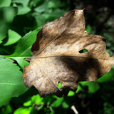 Leafs; Publicdomain; Cc0; Freeimage;