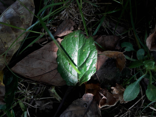 Leafs; Publicdomain; Cc0; Freeimage;.jpg