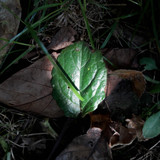 Leafs; Publicdomain; Cc0; Freeimage;