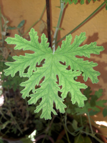 Leafs; Publicdomain; Cc0; Freeimage;.jpg