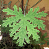 Leafs; Publicdomain; Cc0; Freeimage;