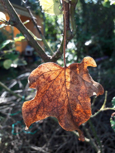 Leafs; Publicdomain; Cc0; Freeimage;.jpg