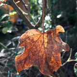 Leafs; Publicdomain; Cc0; Freeimage;