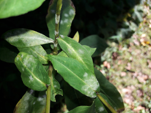 Leafs; Publicdomain; Cc0; Freeimage;.jpg