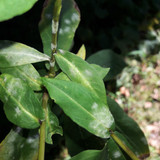 Leafs; Publicdomain; Cc0; Freeimage;