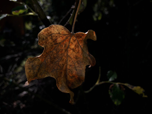 Leafs; Publicdomain; Cc0; Freeimage;.jpg