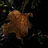 Leafs; Publicdomain; Cc0; Freeimage;