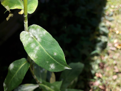 Leafs; Publicdomain; Cc0; Freeimage;.jpg