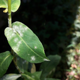 Leafs; Publicdomain; Cc0; Freeimage;