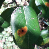 Leafs; Publicdomain; Cc0; Freeimage;