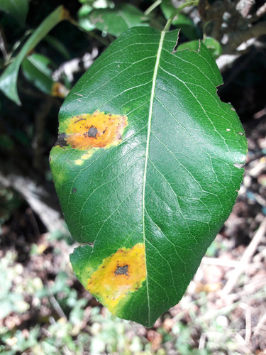 Leafs; Publicdomain; Cc0; Freeimage;.jpg