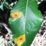 Leafs; Publicdomain; Cc0; Freeimage;