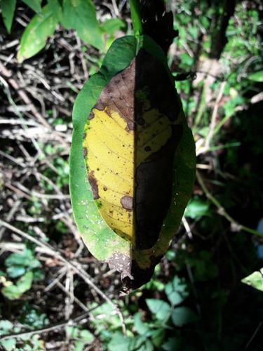 Leafs; Publicdomain; Cc0; Freeimage;.jpg