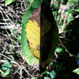 Leafs; Publicdomain; Cc0; Freeimage;