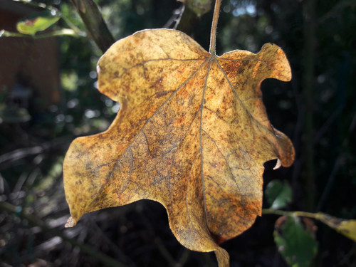 Leafs; Publicdomain; Cc0; Freeimage;.jpg