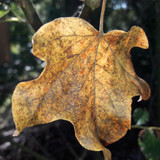 Leafs; Publicdomain; Cc0; Freeimage;